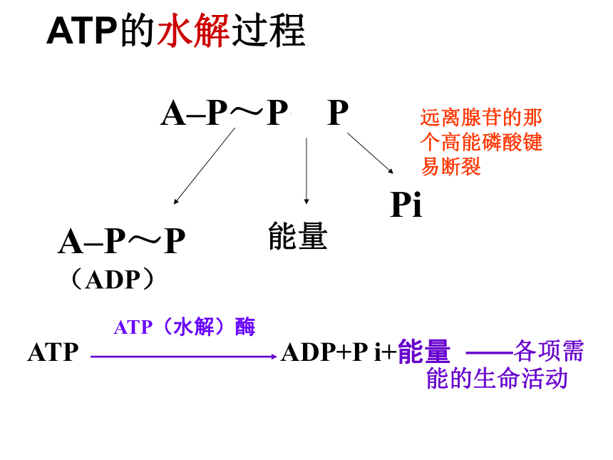 人教版必修一第五章第二节细胞的能量“通货”—ATP（共22张PPT）