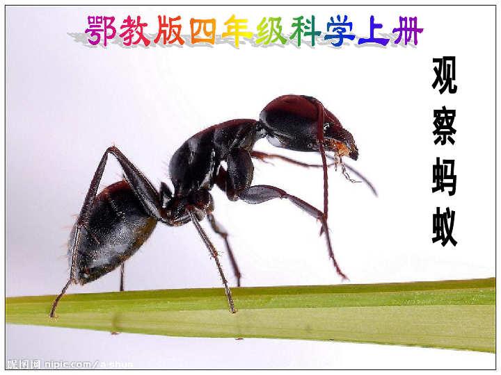 9观察蚂蚁 课件（22张PPT）