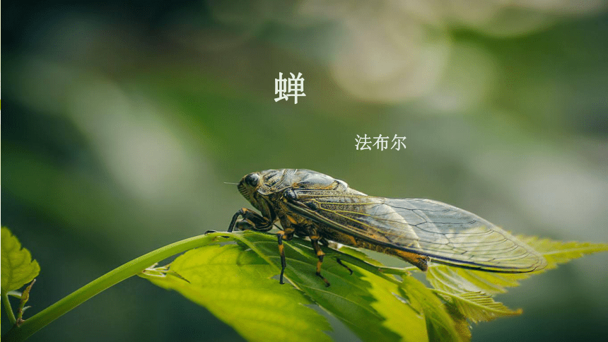 部编版八年级上册《蝉》课件