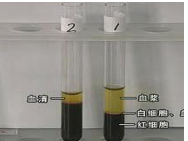 苏教版七下生物 10.1血液和血型 课件（25张PPT）