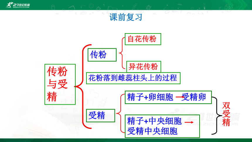 4.1.3 果实和种子的形成 课件23张PPT