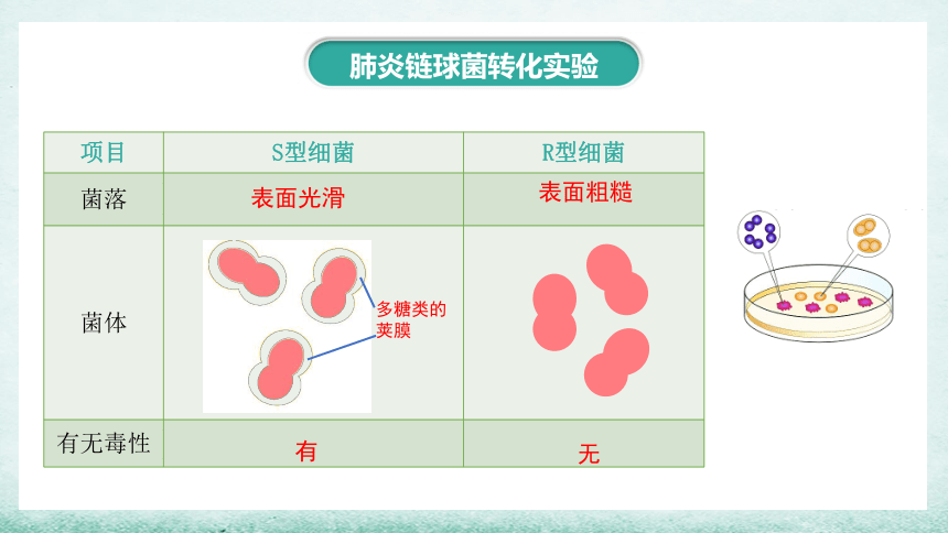 艾弗里将S型细菌图片