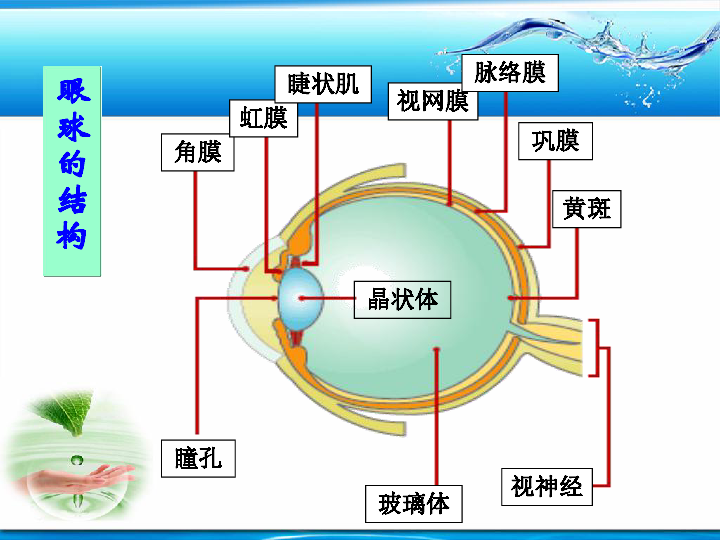 眼的主要结构及其功能（课件 16PPT）