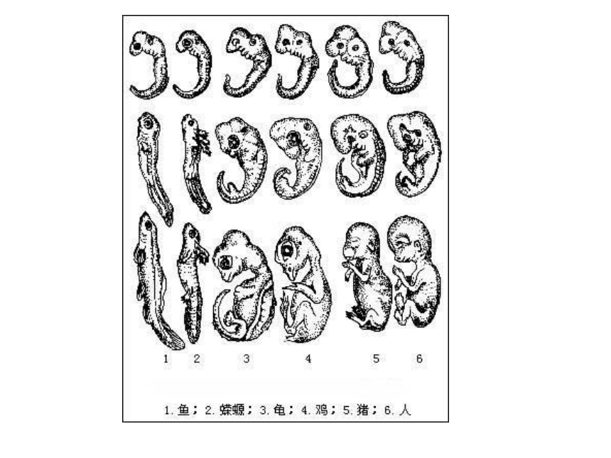 苏教版必修2第五章第2节 生物进化和生物多样性