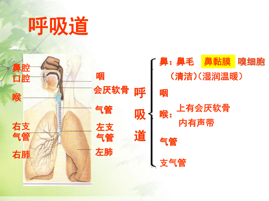 喉和气管的分界线图片图片