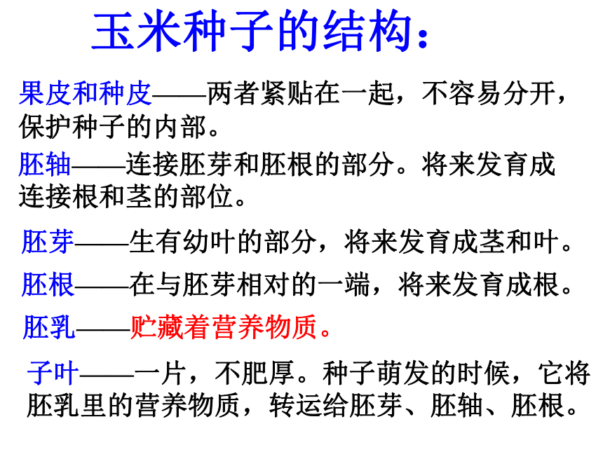 科学三年级下苏教版2植物的一生课件6