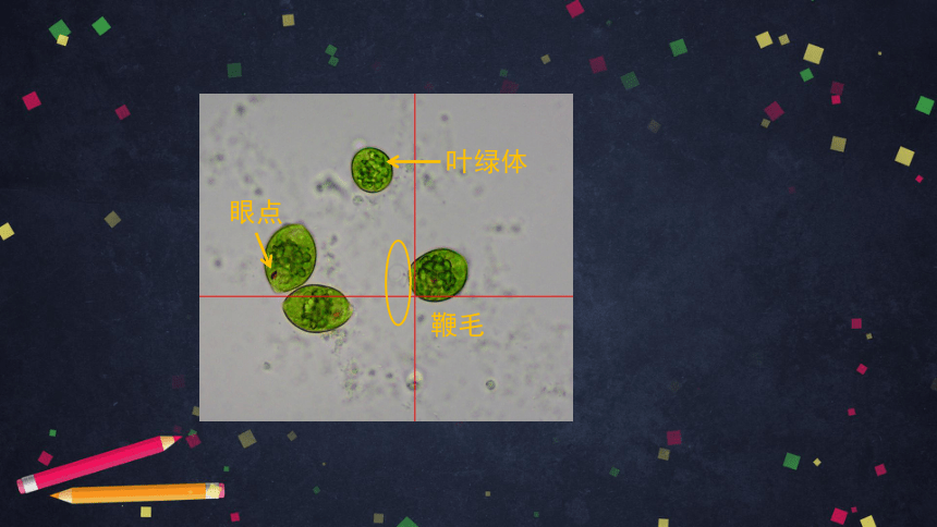 第二节 生物体 单细胞生物可以独立完成生命活动 课件(共54张PPT)