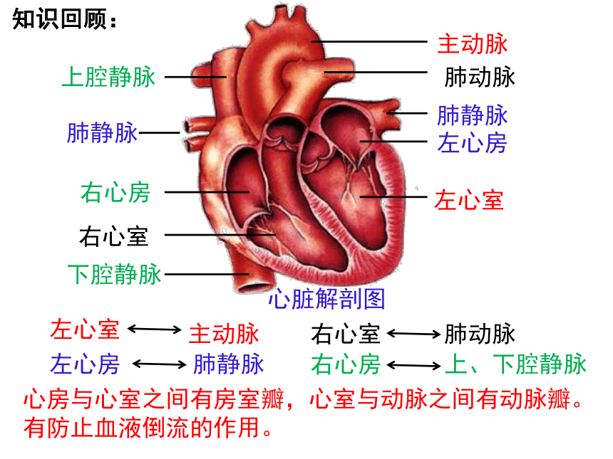 心脏结构简图生物图片