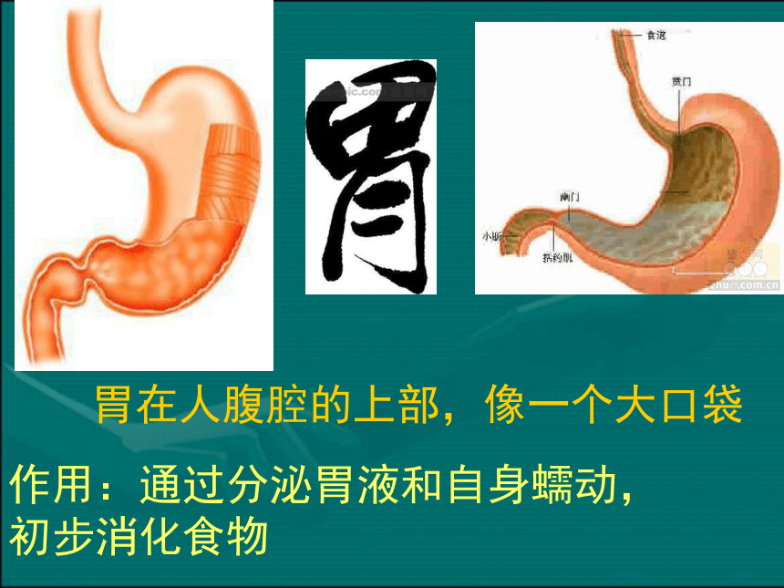 鄂教版科学三年级上册第6课《食物的消化》课件