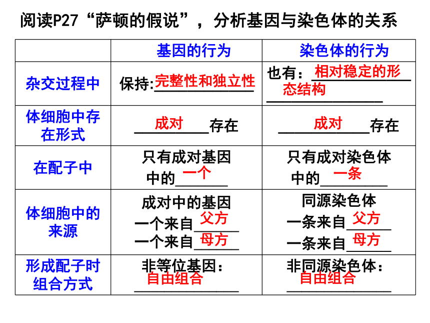 福建省晋江市季延中学人教版高中生物必修二课件：2.2基因在染色体上 (共33张PPT)