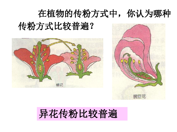 5植物生殖方式的多樣性1