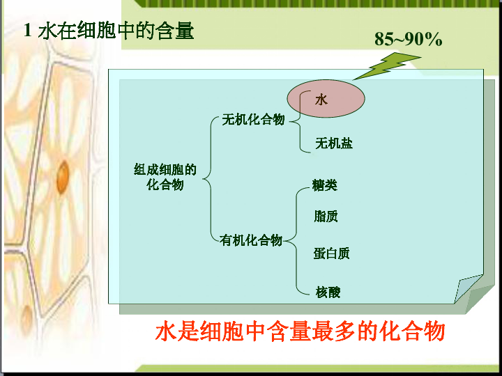 高中生物必修一2.5-细胞中的水和无机盐 共31张