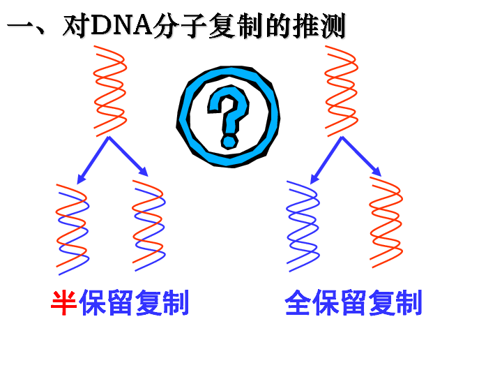 高中生物人教版必修二：3．3《DNA的复制》（共37张PPT）