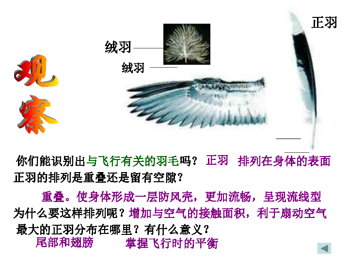 苏科版生物七年级下册5.12.1鸟类 课件（共28张PPT）