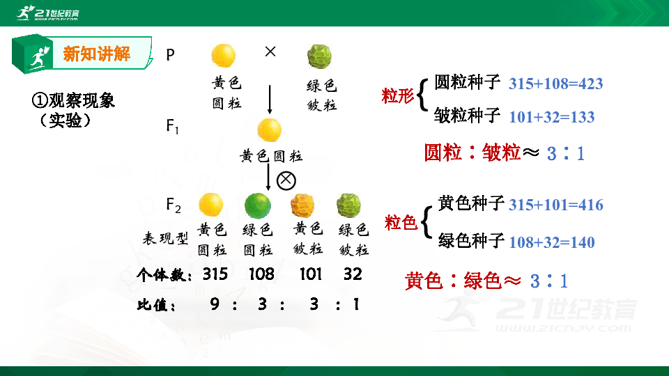 高中生物人教版必修2《遗传与进化》 1.2孟德尔的豌豆杂交实验（二）自由组合定律（课件）