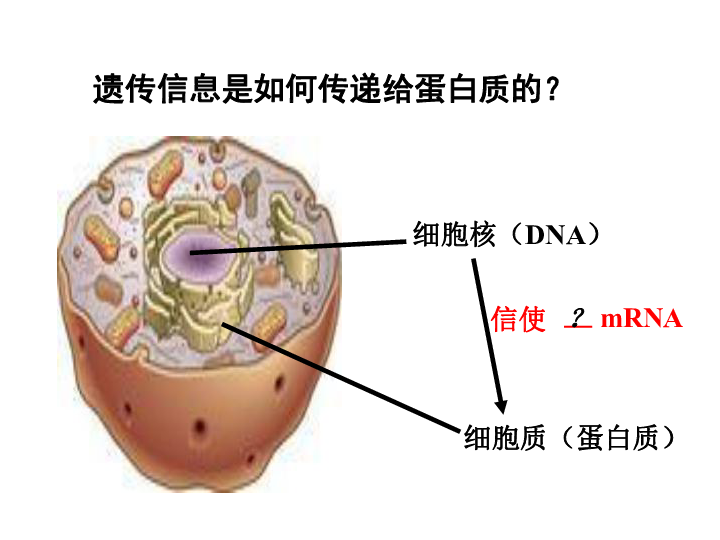 人教版高中生物必修2 4.1 基因指导蛋白质的合成 (共43张PPT)