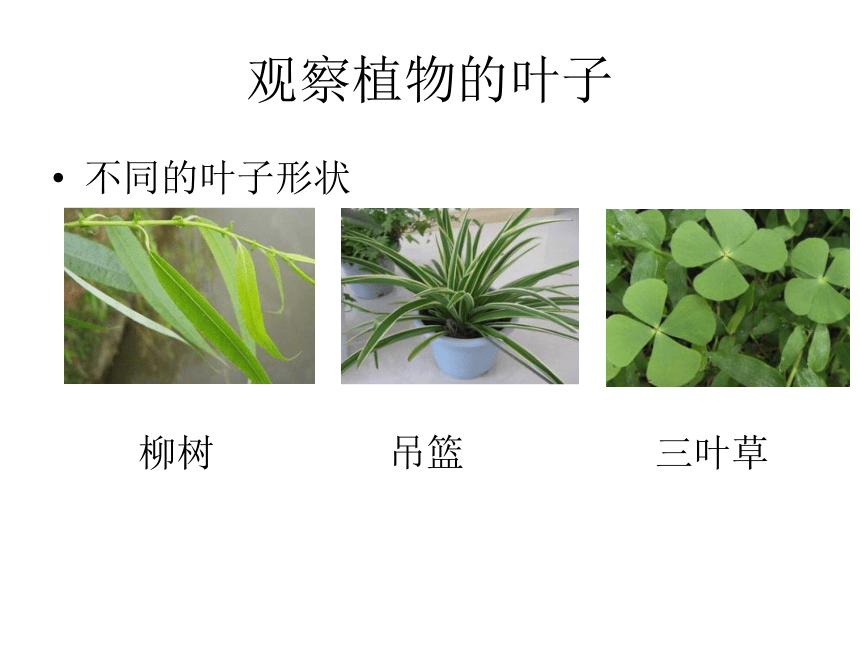5认识植物 课件