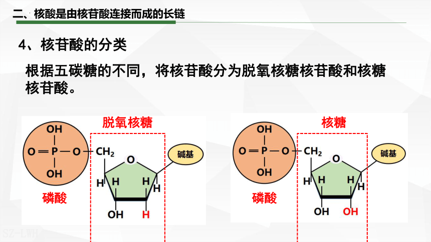 核酸和核苷酸的示意图图片