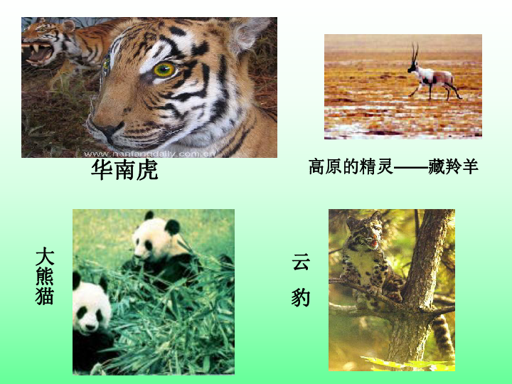 苏科版八下生物  26.2 保护生物多样性 课件（22张PPT）
