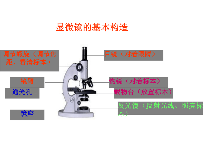 1.水滴里的生物 课件