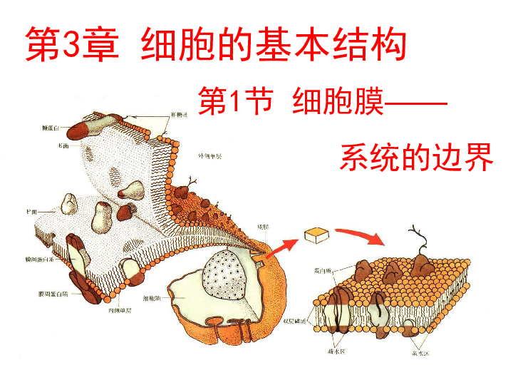 2019年秋人教版高中生物必修1第3章 细胞的基本结构 第1节 细胞膜——系统的边界(共46张PPT)