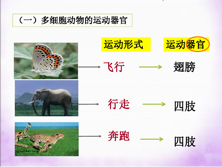 动物运动依赖于一定的结构课件（33张PPT）