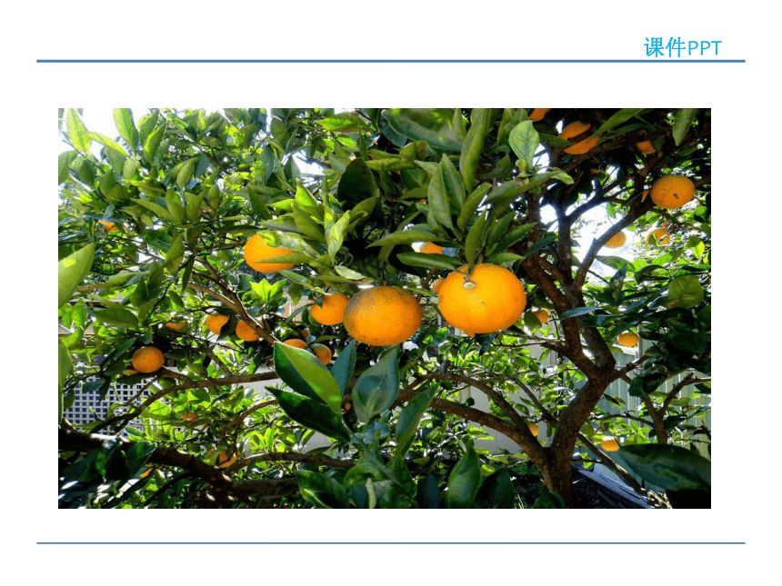 小学语文冀教版二年级下册同步课件：13 树上的橘子