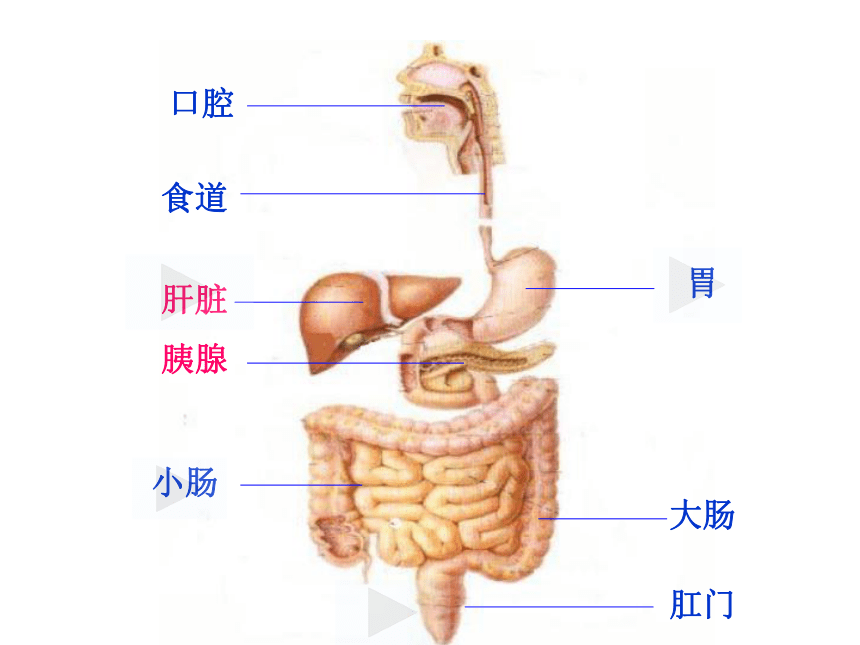 食物的消化（人体对食物的消化和吸收）