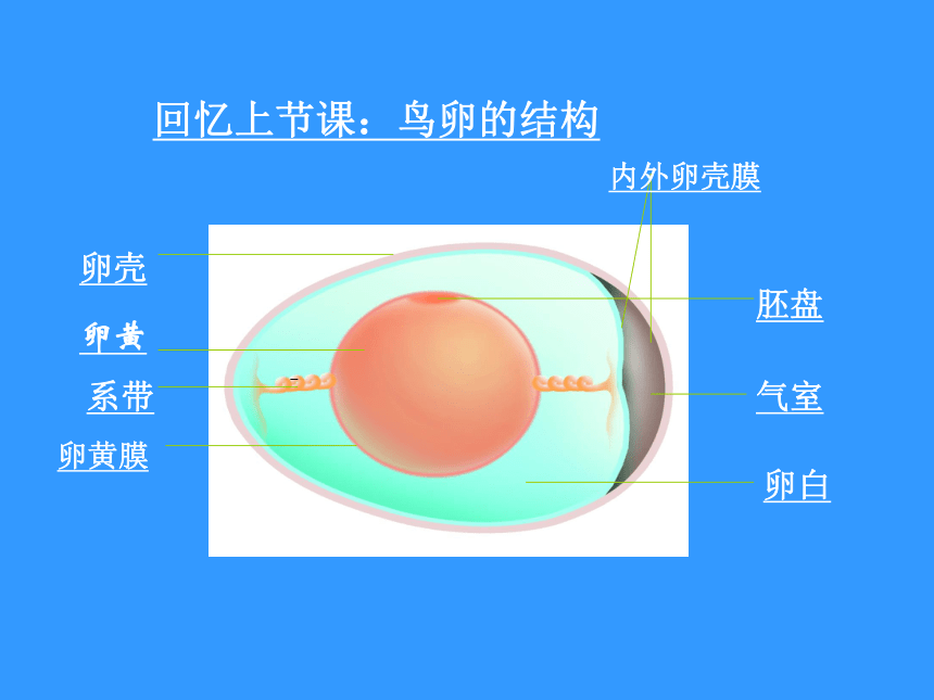 鸟卵的结构及作用图片