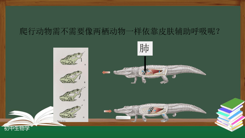 人教版八年级生物上册 5.1.5两栖动物和爬行动物(第二课时) 课件(共22张PPT)