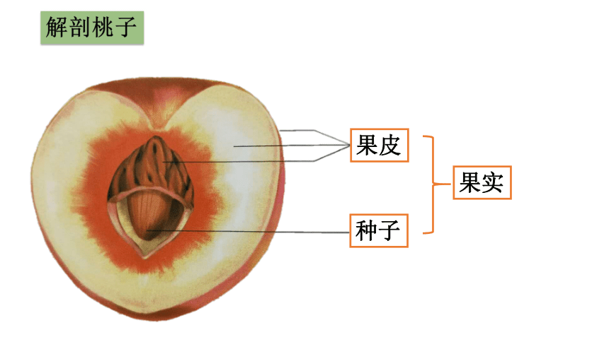 1.6  植物的果实课件（13ppt）