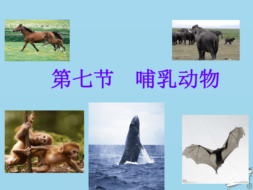 2018年八年级生物上册5.1.7哺乳动物课件（新版）新人教版（35张PPT）