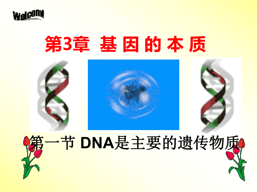 人教版高中生物必修二3.1.DNA是主要的遗传物质 课件（52张ppt）
