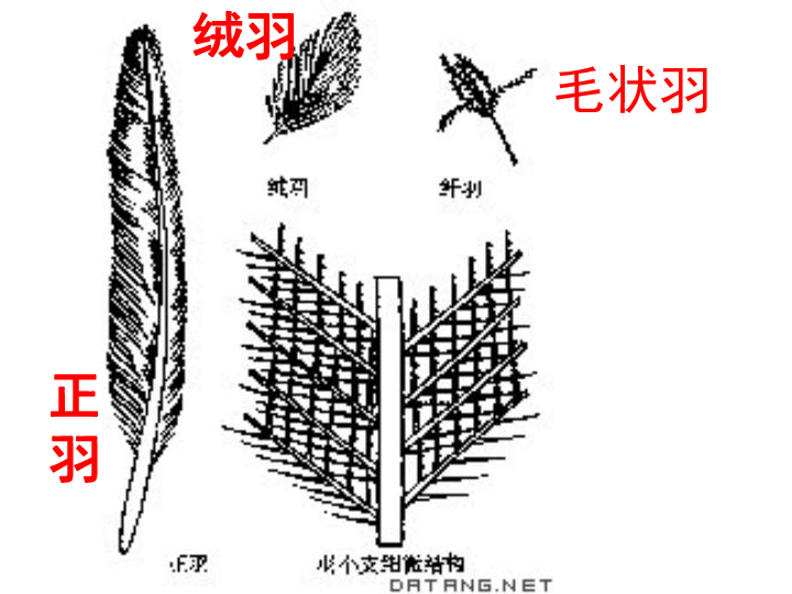 四年级上册科学课件21动物的特征湘教版共60张ppt