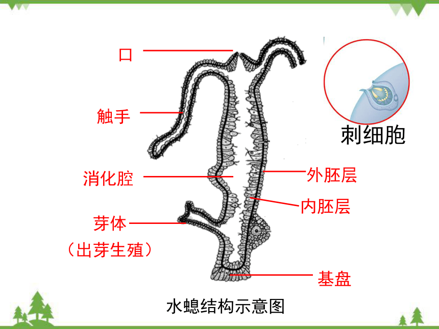 腔肠动物呼吸方式图片