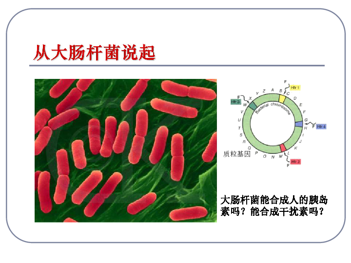 2基因工程及其应用(共54张ppt)