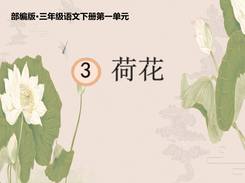 3 荷花  课件 (共62张 )