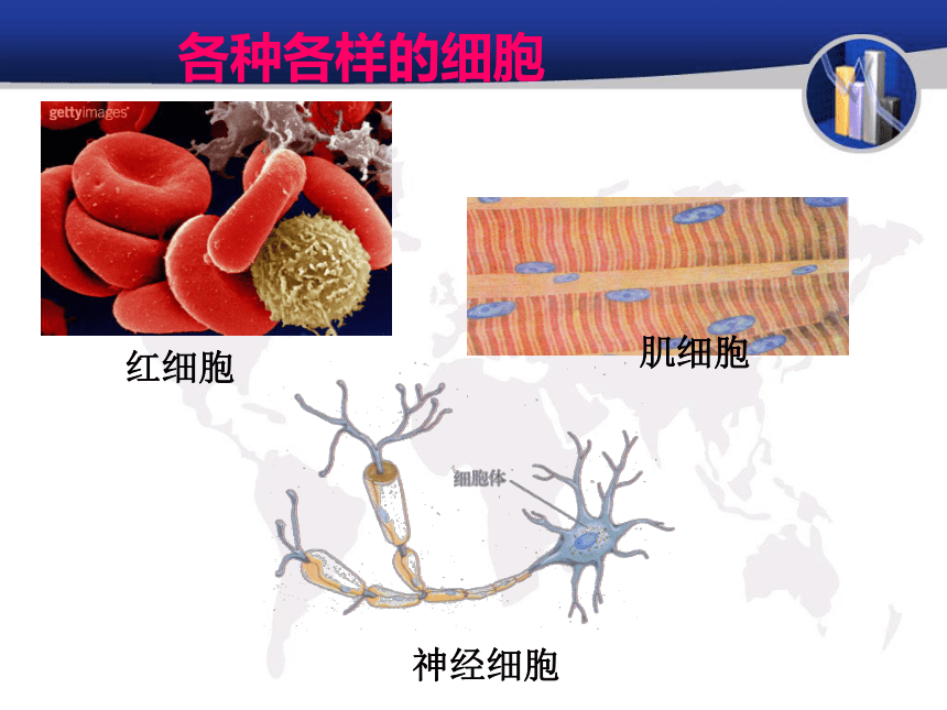 人体的结构层次