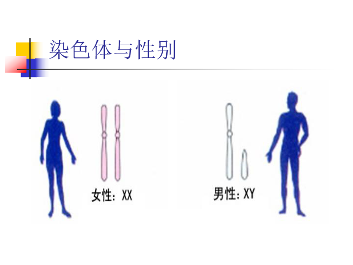 人的性别遗传课件(共31张PPT)