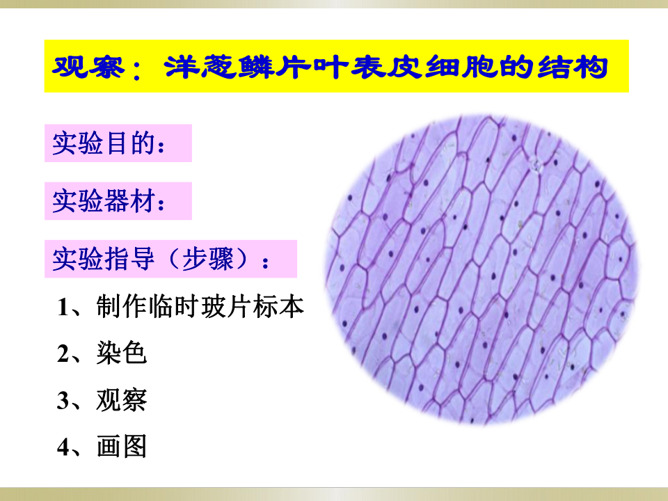 苏教版生物七年级上册2.3.1植物细胞的结构层次(共30ppt)