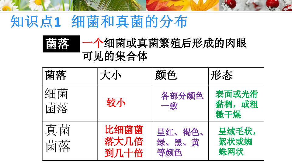 人教版八年级生物上册第五单元第四章 细菌和真菌 期末复习课件（31张PPT）