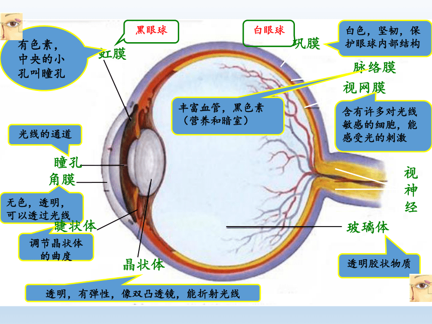 眼球结构图七下图片