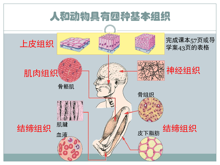 《细胞分化形成组织》课件 (共21张PPT)