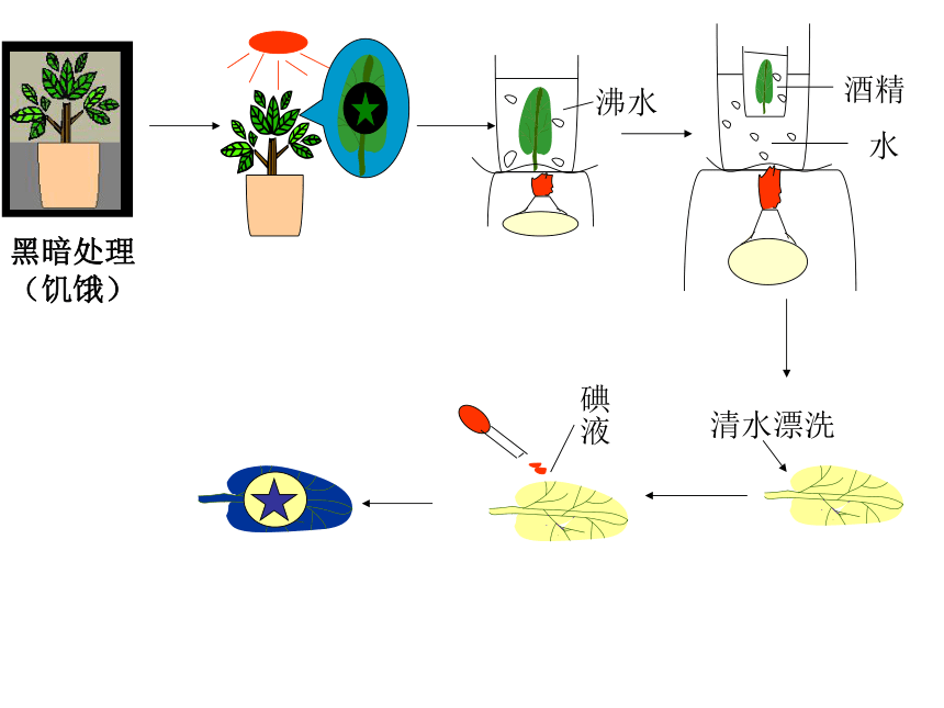 绿色植物如何获取能量-光合作用(黑龙江省鹤岗市兴安区)