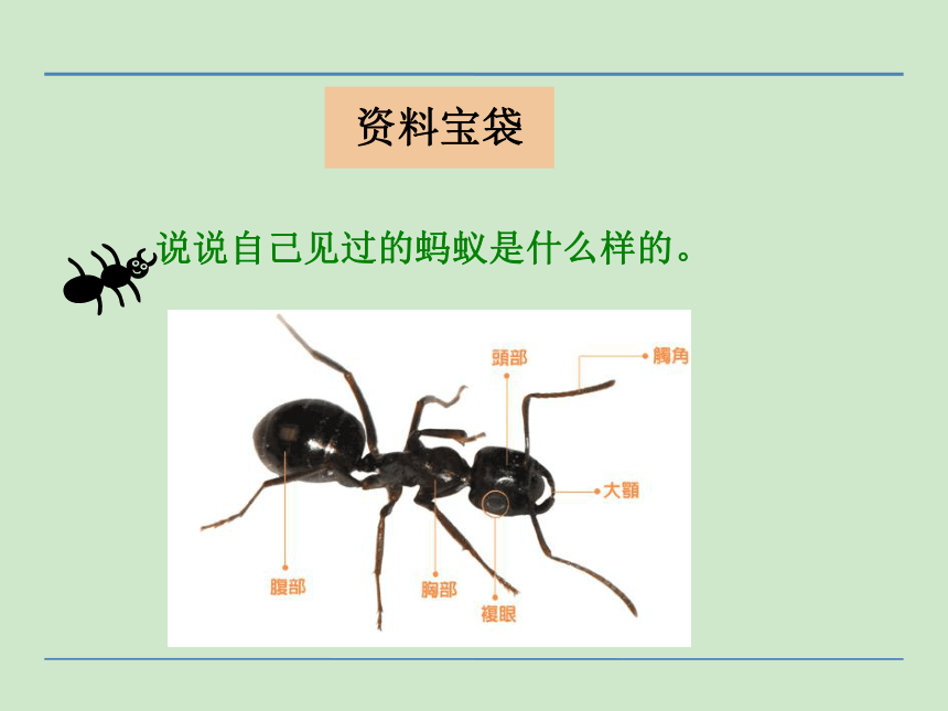 小学语文湘教版二年级下册同步课件：10蚂蚁的队伍