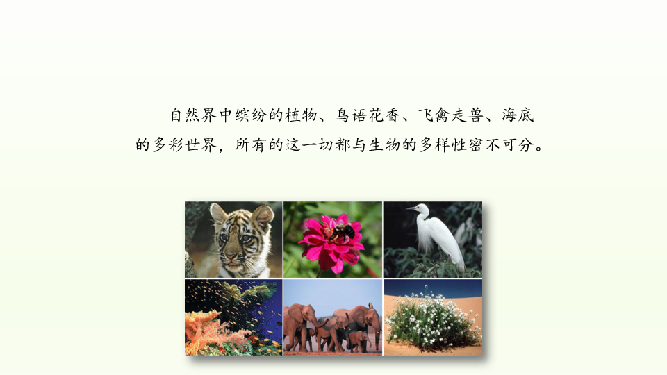 冀教版生物八年级下册：7.3.3 保护生物多样性  课件（共23张PPT）
