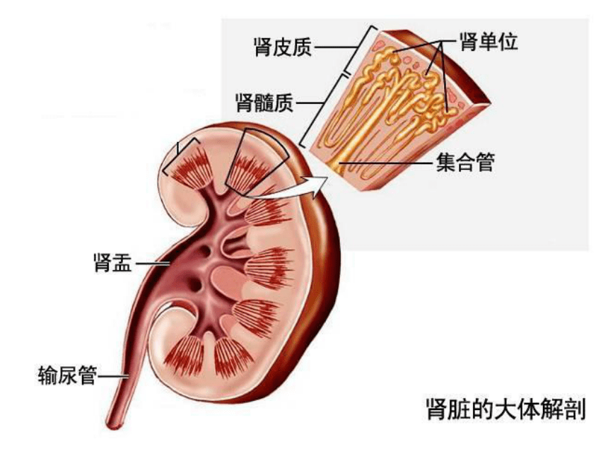 蛋白质 水 无机盐 尿素 葡萄糖3