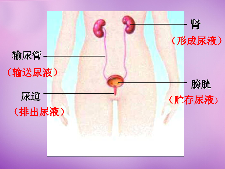 苏教版七下生物 11.1人体泌尿系统的组成 课件（13张PPT）