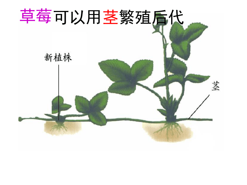 山东省单县希望初级中学八年级生物济南版上册4-1-7植物的无性生殖课件（共40张PPT）