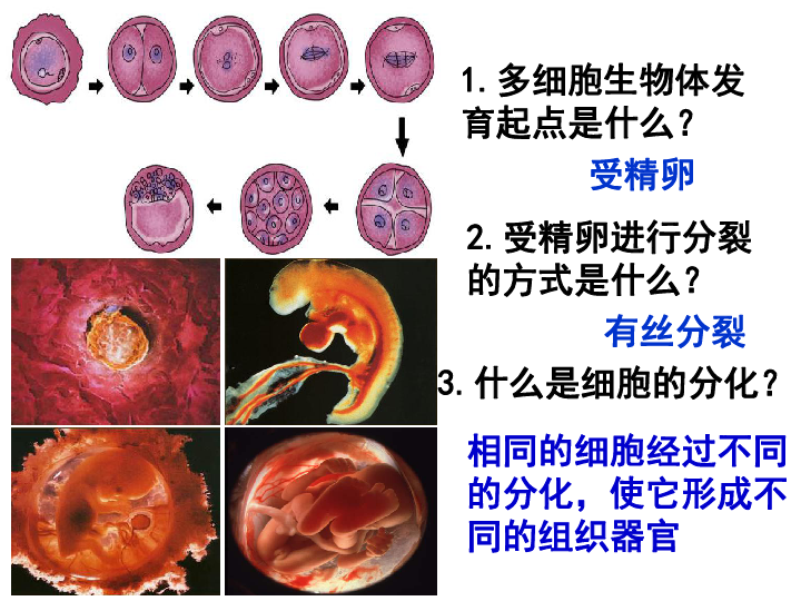 人教版高中生物必修一课件：6.2 细胞的分化 (共35张PPT)